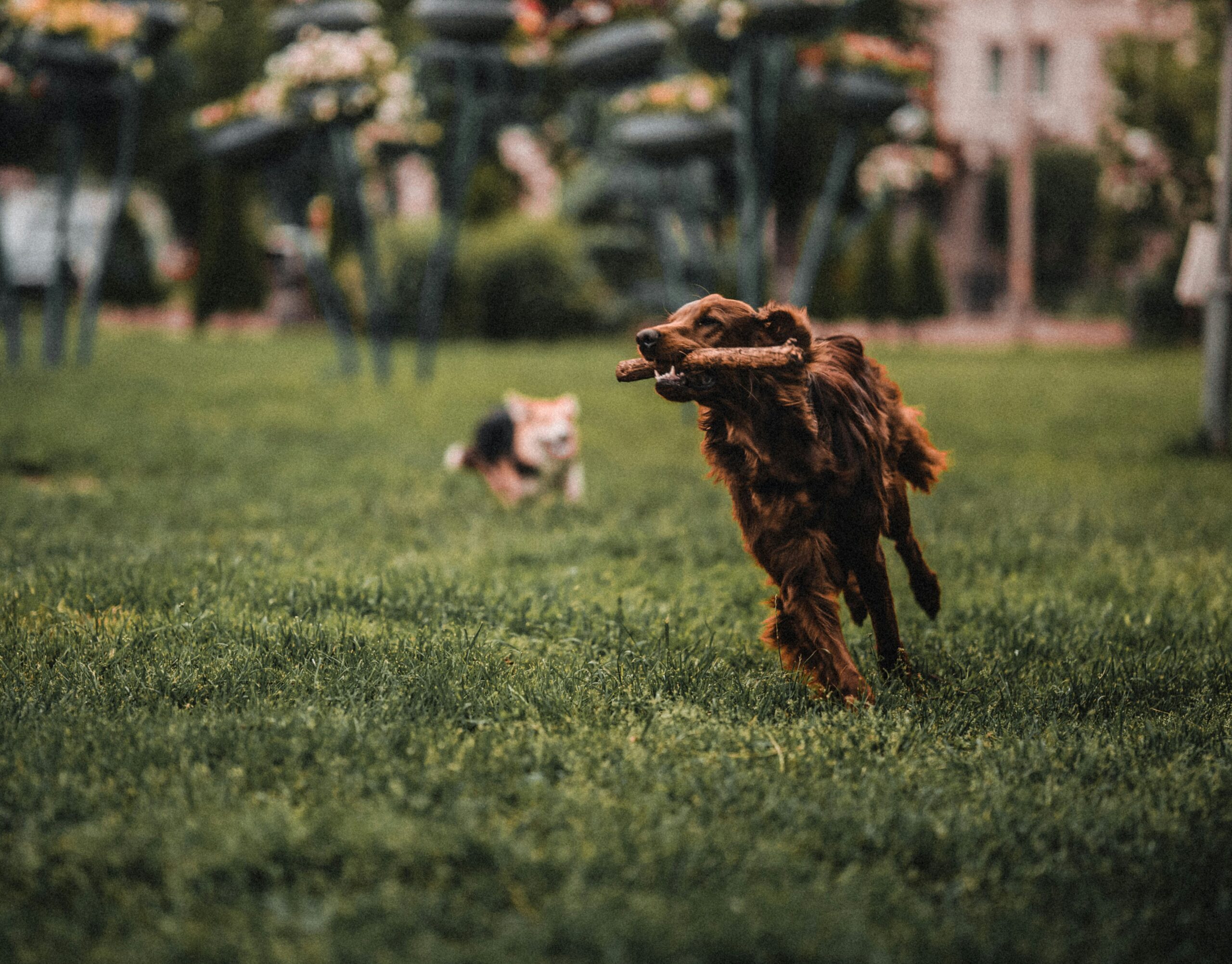 maksym-tymchyk-ltrxQ85KnVQ-unsplash doing some zoomies for walks