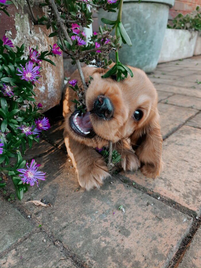 Dog Walking Tips: Why Your Dog Thinks You’re Doing It Wrong | BaileysPet 1 Bailey Reiyn