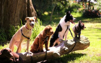 Home 7 Where to Go with Your Pet in South Africa.