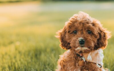 Home 6 From Tail Wags to Wellness: Your Guide to Raising Happy Dogs
