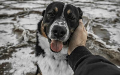 Home 5 Dog Walking Tips: Why Your Dog Thinks You’re Doing It Wrong | BaileysPet